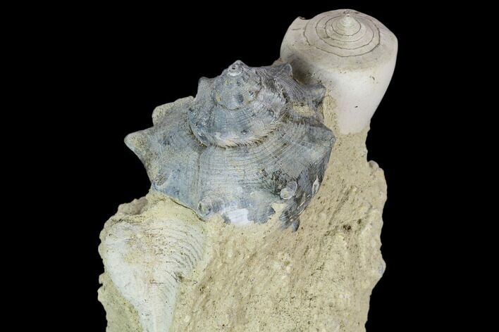Tall, Miocene Fossil Gastropod Cluster - France #113680